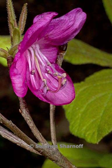 rhododendron albrechtii 3 graphic